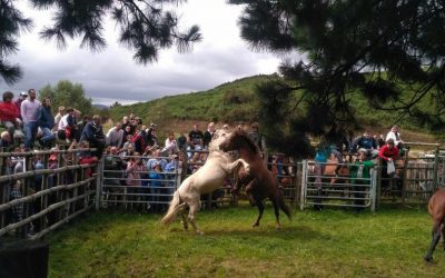 La rapa de Santo Tomé, todo un tirón turístico en O Valadouro