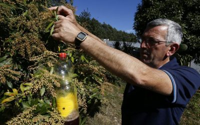 O Valadouro, primer Concello galego casi libre de velutina