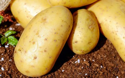 Plantacións de Pataca