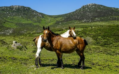 Alegaciones Presentadas por el Concello de O Valadouro al proyecto de Orden Ministerial por la que se modifica el anexo de RD 139/2011, de  4 de febrero para el desarrollo del listado de especies silvestres en régimen de protección especial y del catálogo español de especies amenazadas.