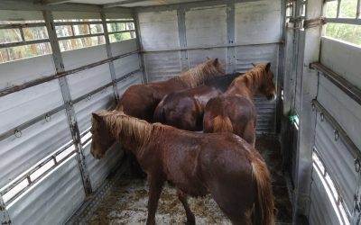 Subasta de 4 Reses Mostrencas (Cabalos)