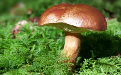 Curso de iniciación o mundo dos fungos