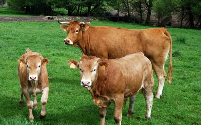 Conferencia Informativa ACRUGA. Sábado, 29 de xaneiro ás 11:30horas.