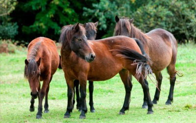 PREMIOS NA FEIRA DE GANADO ANUAL DE VILCAMPA